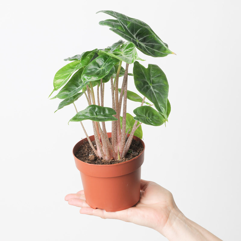 Alocasia 'Ivory Coast' 12cm Plants GrowTropicals