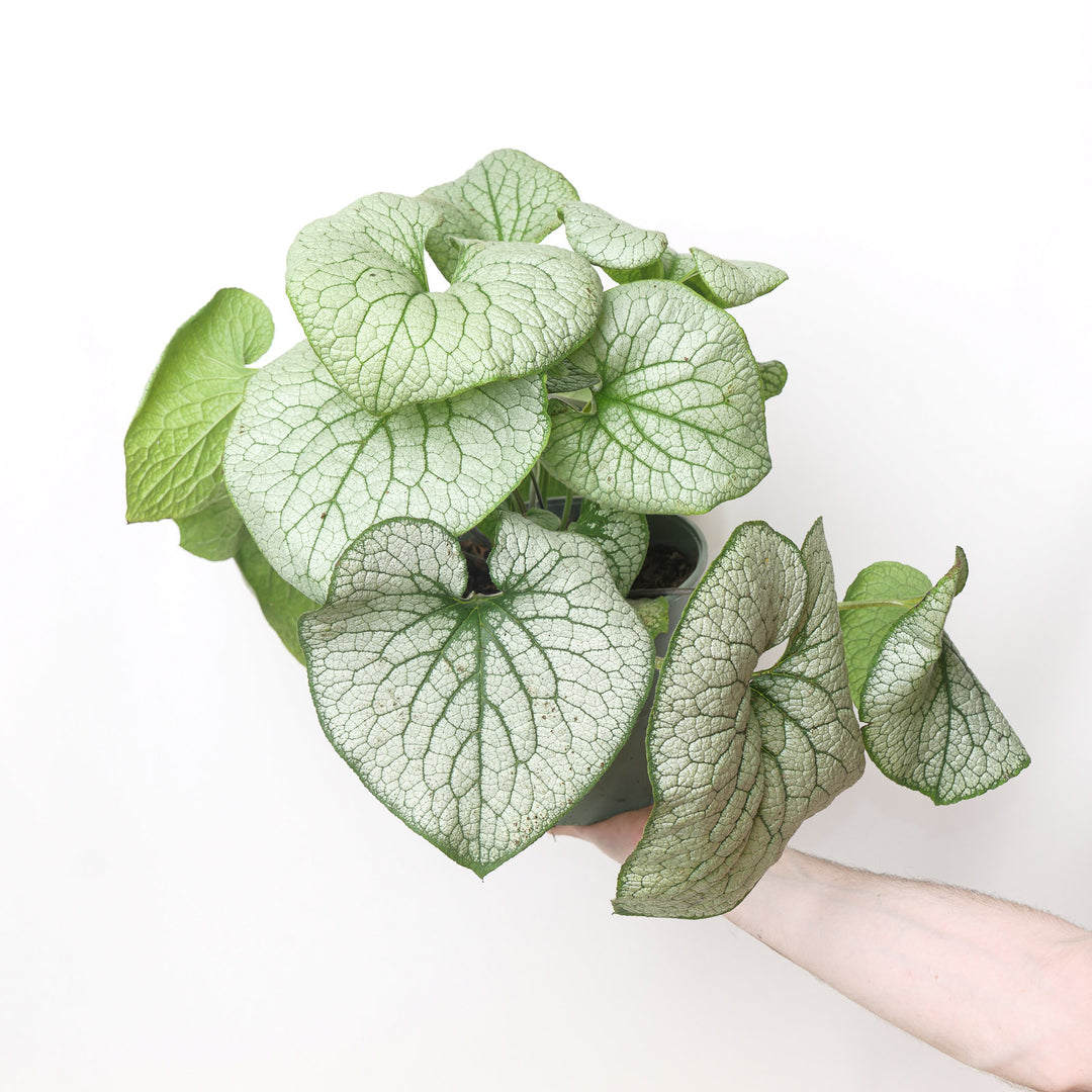 Brunnera macrophylla 'Jack of Diamonds' Plants - Outdoor GROW TROPICALS