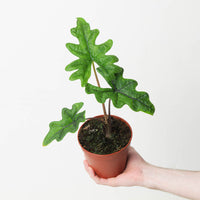 Alocasia sp. 'Jacklyn'