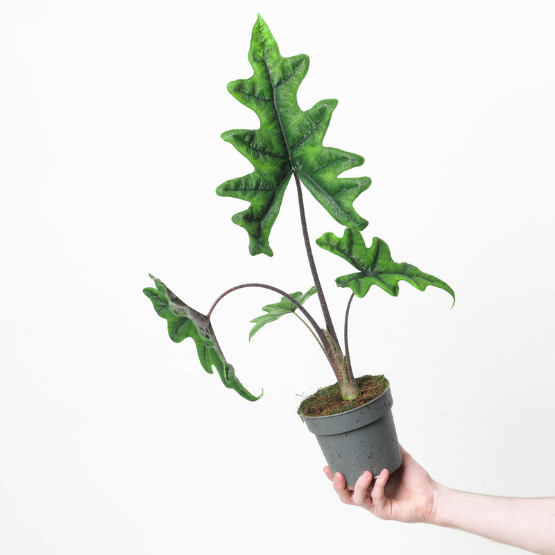 Alocasia sp. 'Jacklyn' Plants GrowTropicals
