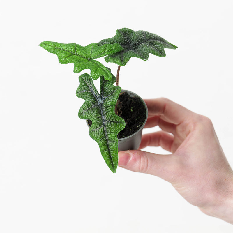 Alocasia sp. 'Jacklyn' Plants GrowTropicals