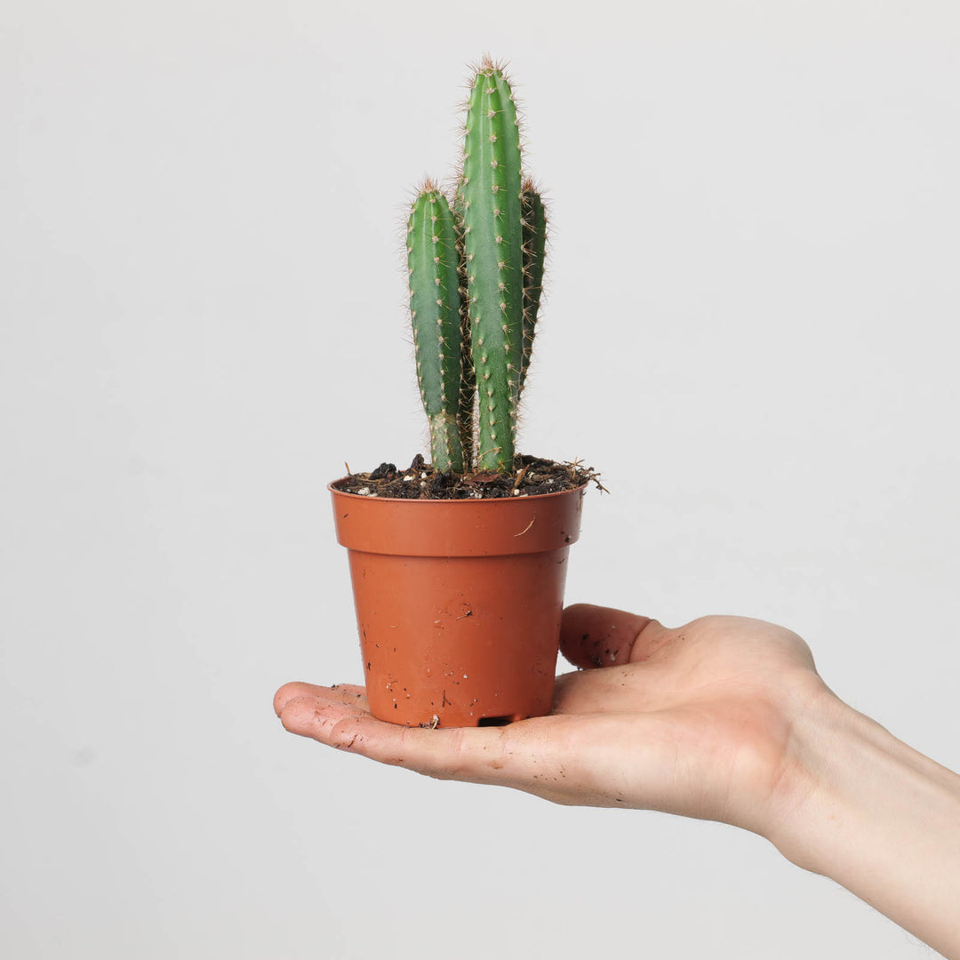 Cereus jamacaru - GROW TROPICALS