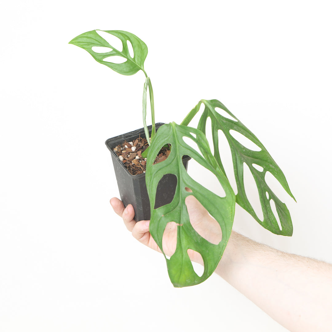 Monstera adansonii 'Janda Bolong'