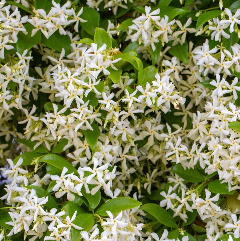 Trachelospermum jasminoides Plants - Outdoor GROW TROPICALS