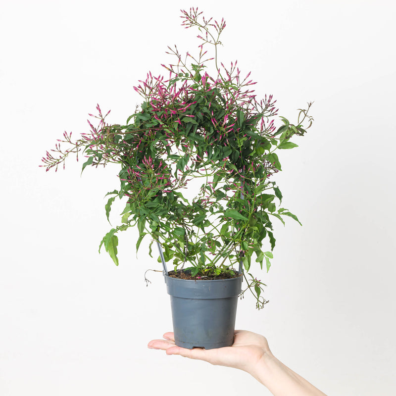 Jasmine Plant | Jasminium polyanthum 13cm Pink Flower (Without Trellis) Plants GrowTropicals