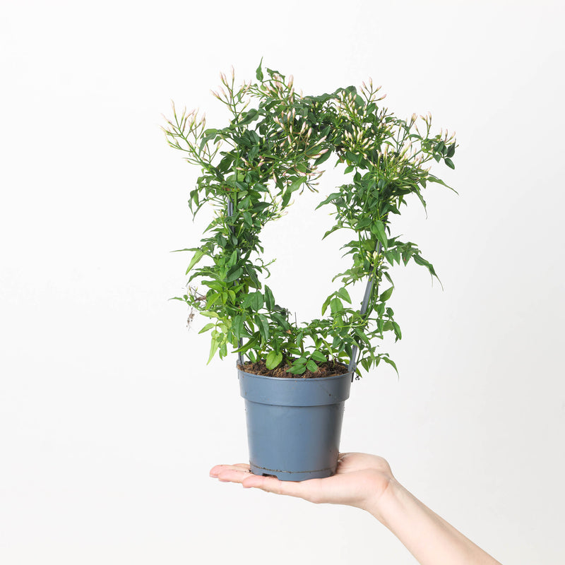 Jasmine Plant | Jasminium polyanthum — 13cm / White Flower (on Trellis)