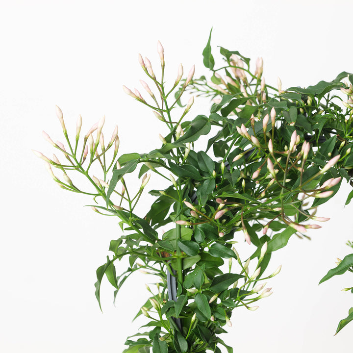 Jasmine Plant | Jasminium polyanthum - GROW TROPICALS