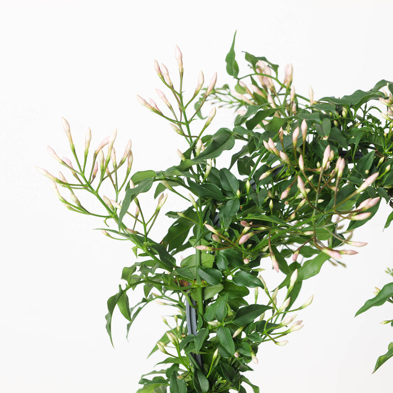 Jasmine Plant | Jasminium polyanthum Plants GrowTropicals