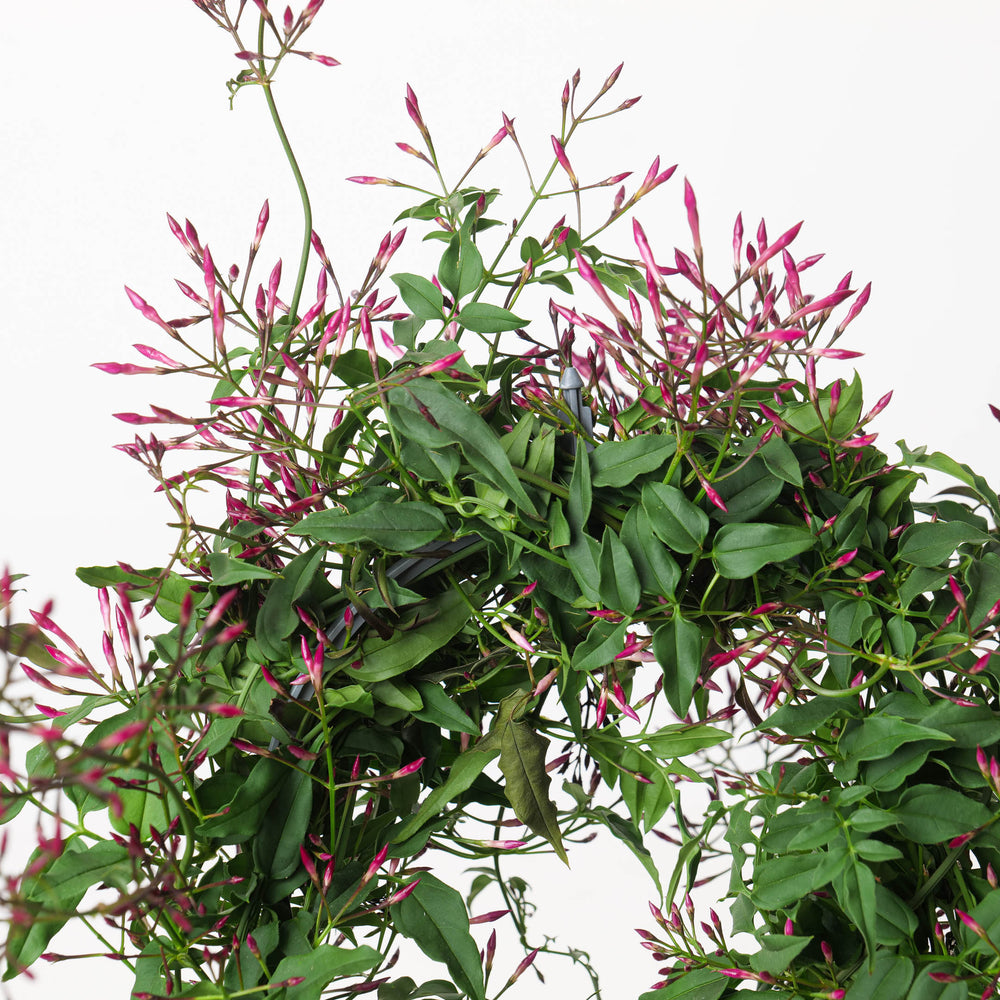 Jasmine Plant | Jasminium polyanthum - GROW TROPICALS
