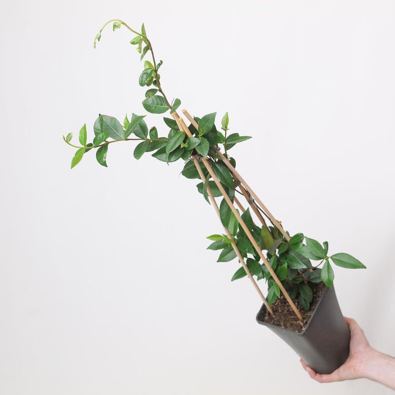 Trachelospermum jasminoides — 17cm / 2L