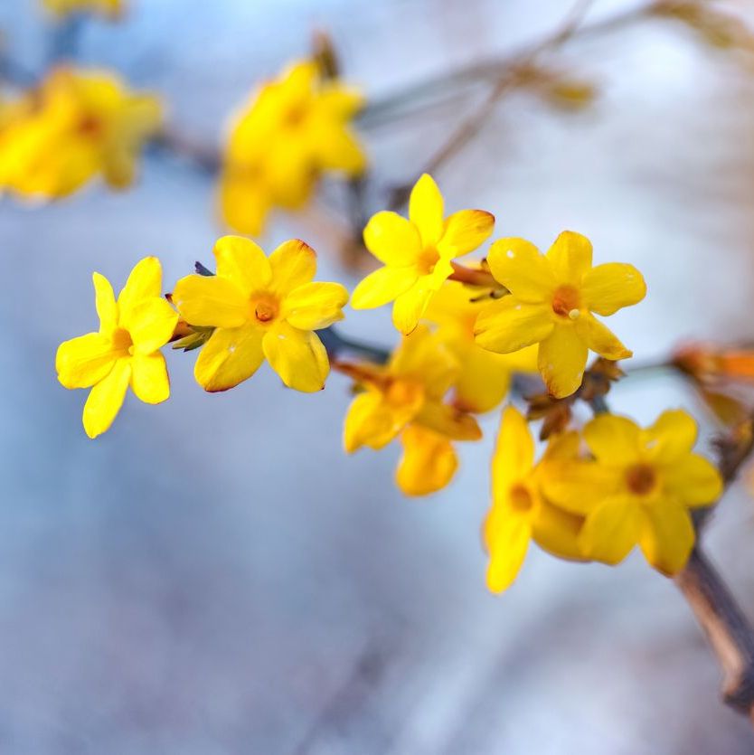 Jasminum nudiflorum Plants - Outdoor GROW TROPICALS