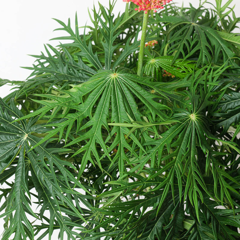Jatropha multifida | Coral Plant — 17cm