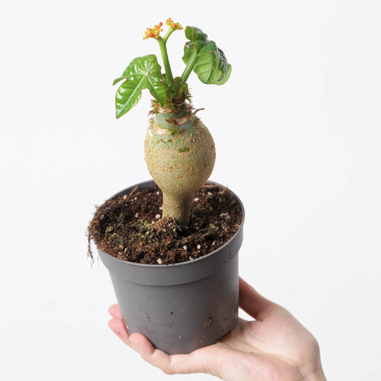 Jatropha podagrica Plants GrowTropicals