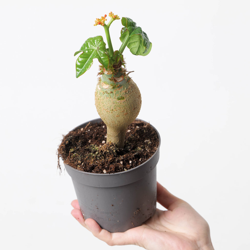 buddha belly plants Jatropha podagrica | Plants