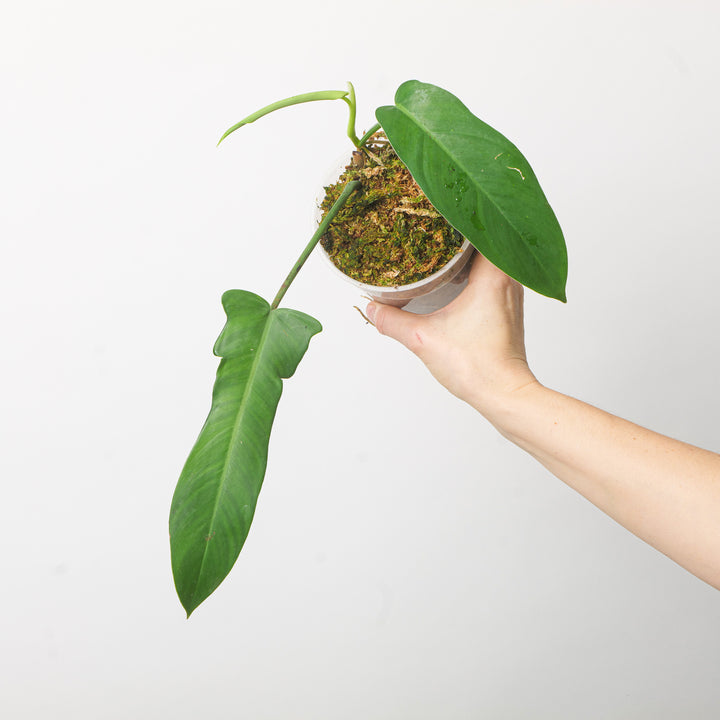 Philodendron 'Jerry Horne' 12cm Plants GrowTropicals