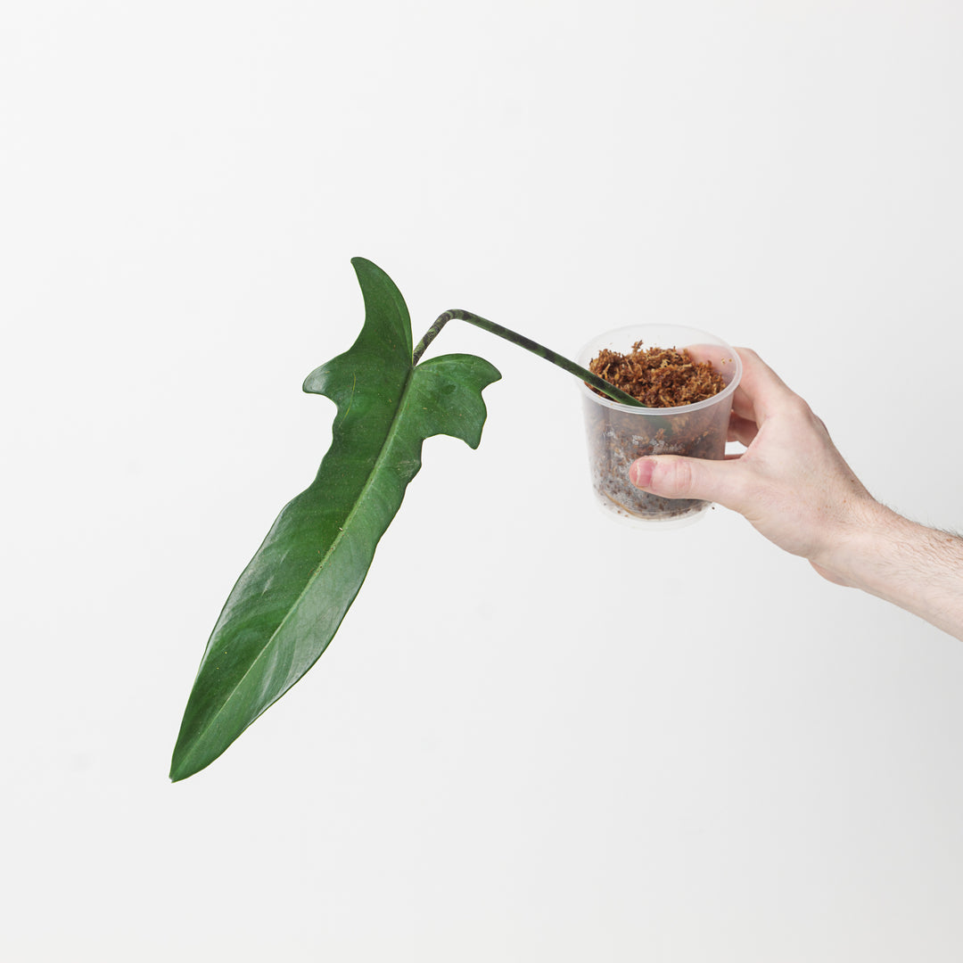 jerry horne philodendron mature Philodendron 'Jerry Horne' | Plants