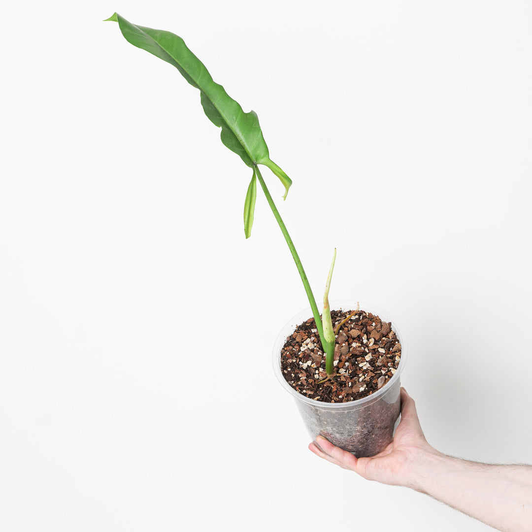 philodendron jerry horne for sale Philodendron 'Jerry Horne' | Plants