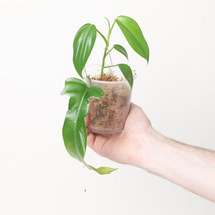 Philodendron 'Jerry Horne' 9cm Plants GrowTropicals