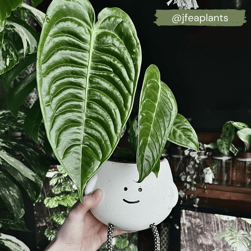 Imperfect Anthurium veitchii Plants GrowTropicals