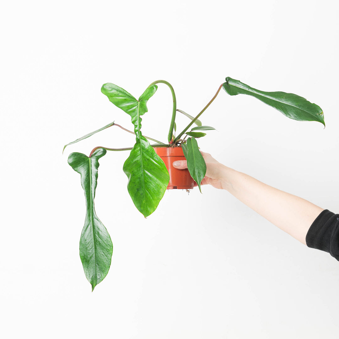 philodendron julie Philodendron joepii | Plants