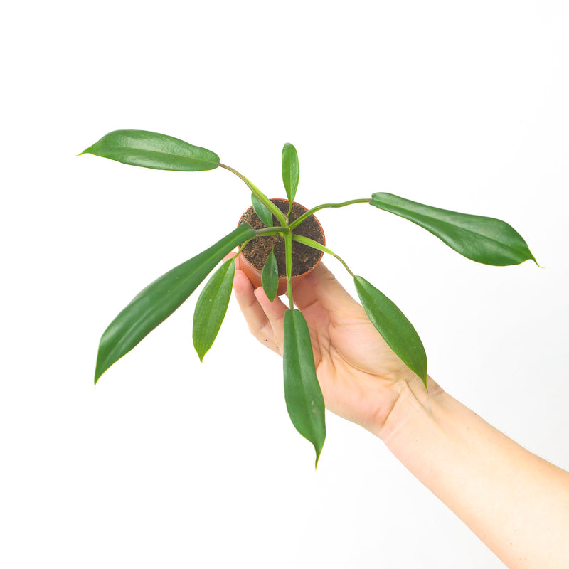 Philodendron joepii — 6cm