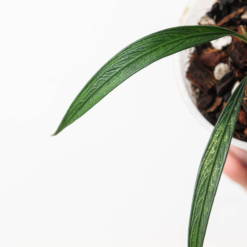 Josefia intricata Plants GrowTropicals