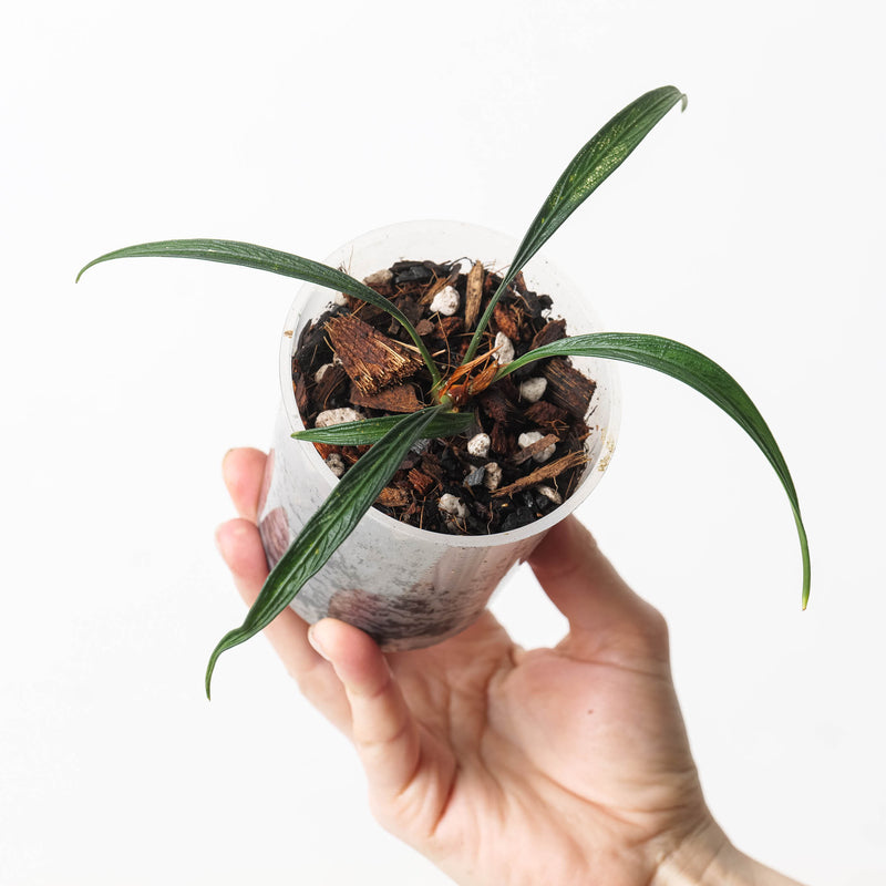 Josefia intricata — 9cm
