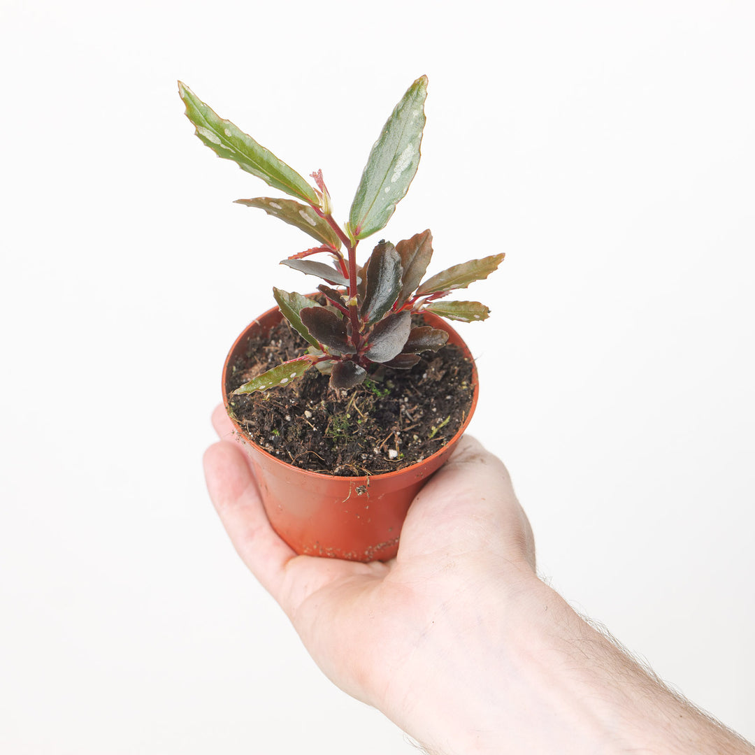 Begonia Julau (Type 2) Plants GrowTropicals