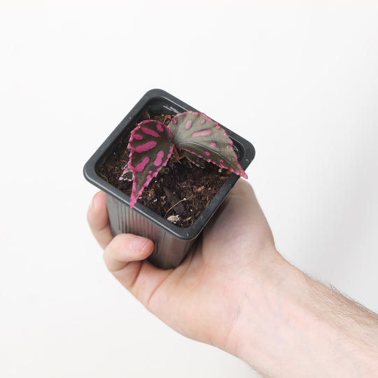 Begonia Julau (Acclimated)