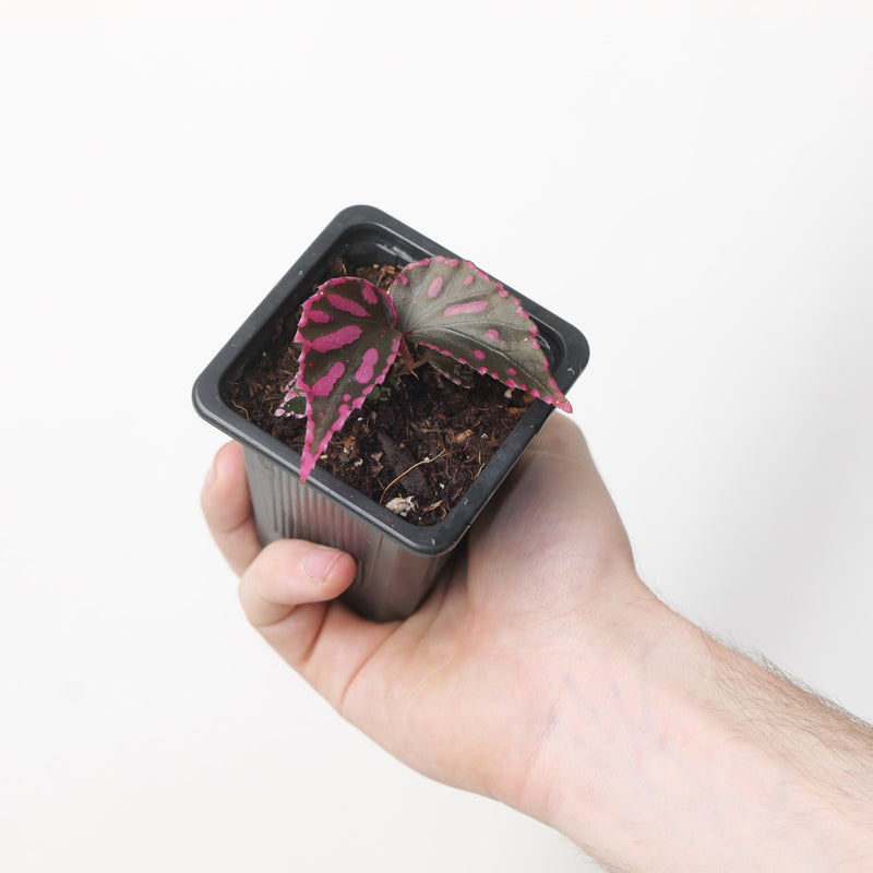 Begonia Julau (Acclimated)