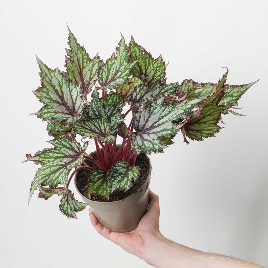 Begonia 'Jungle Wonder Tricolore'