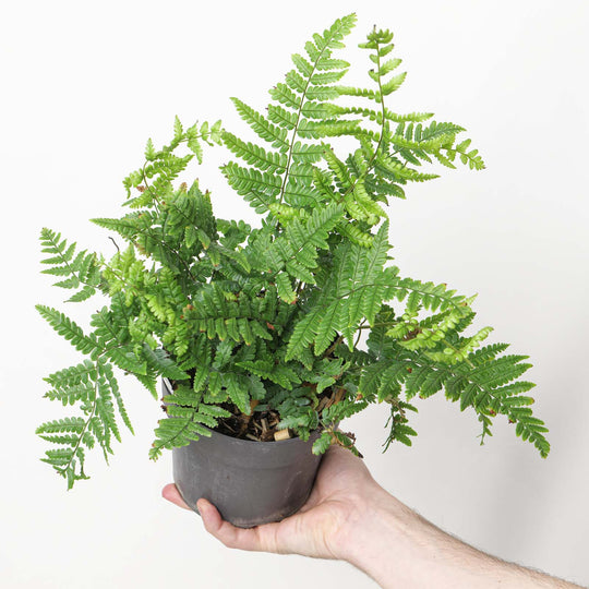 Dryopteris lepidopoda Jurassic Gold ('Hollasic') 14cm / 1.5L Plants - Outdoor GROW TROPICALS