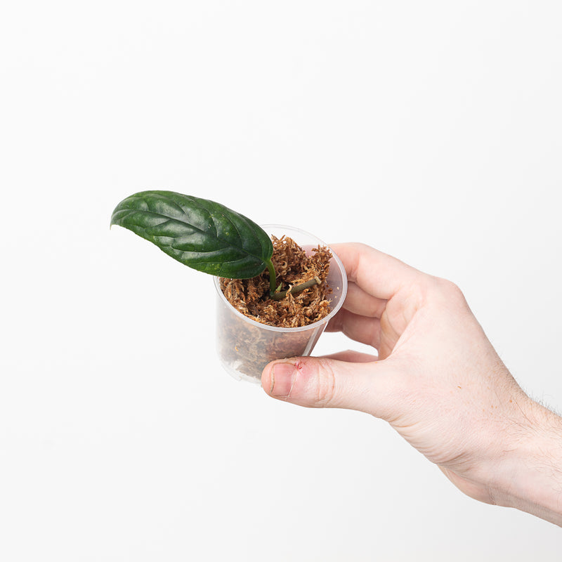 Kadsura borneensis Plants GrowTropicals