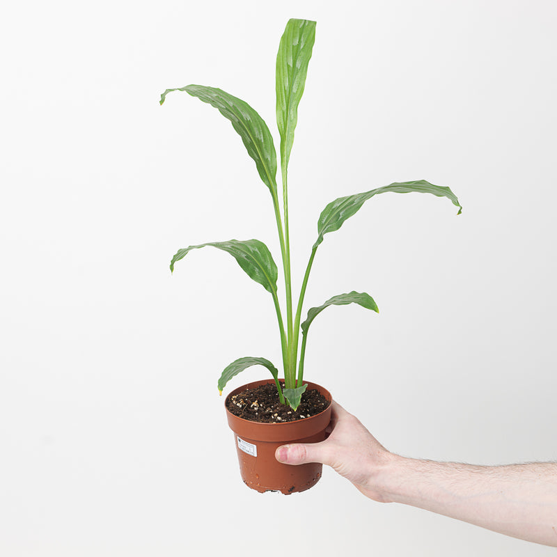 Kaempferia sp. — 14cm