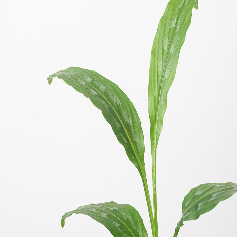 Kaempferia sp. Plants GrowTropicals