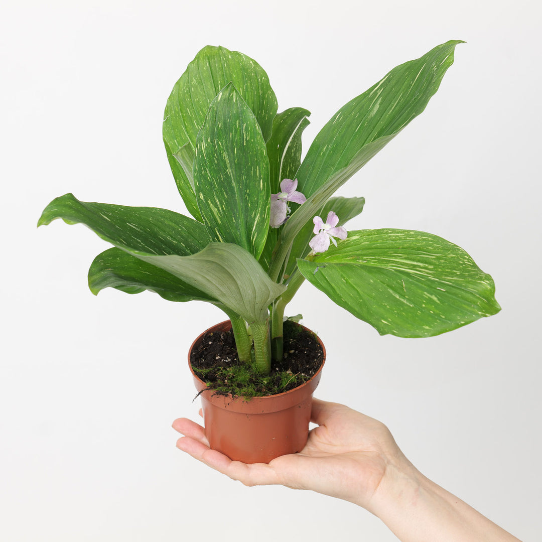 Kaempferia pulchra 'Marble Variegated' Plants GrowTropicals