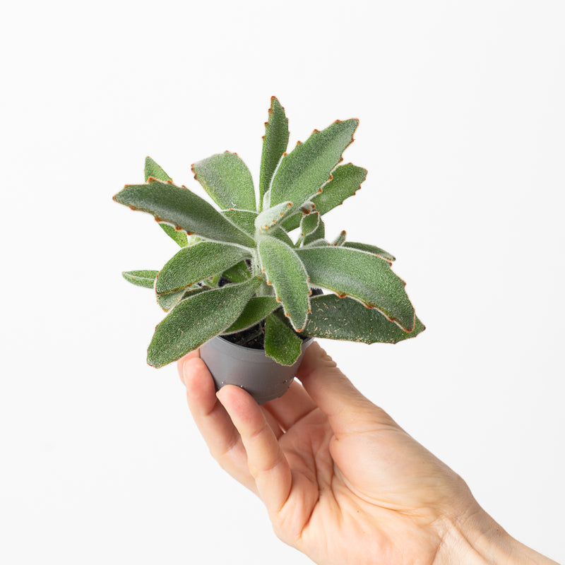 Kalanchoe tormentosa Plants GrowTropicals