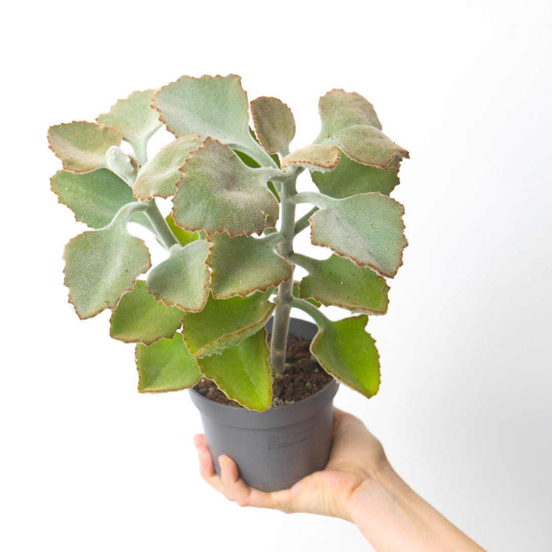 kalanchoe beharensis succulent Kalanchoe beharensis