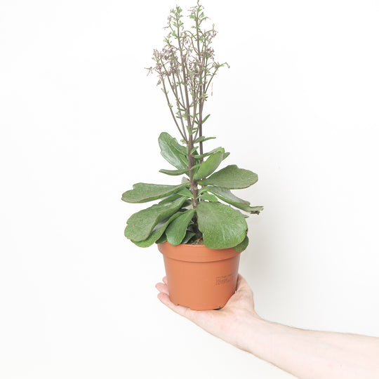 Kalanchoe 'Wildflower Surprising Canyon'