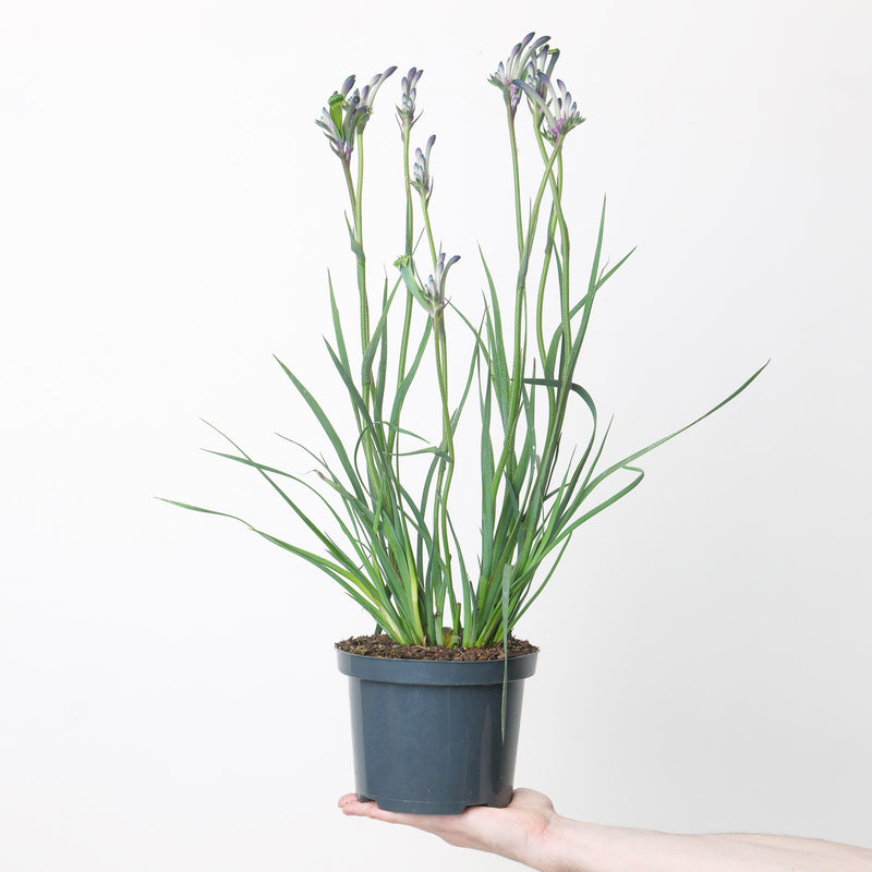 Angiozanthos Masquerade | Blue Kangaroo Paw — Default Title