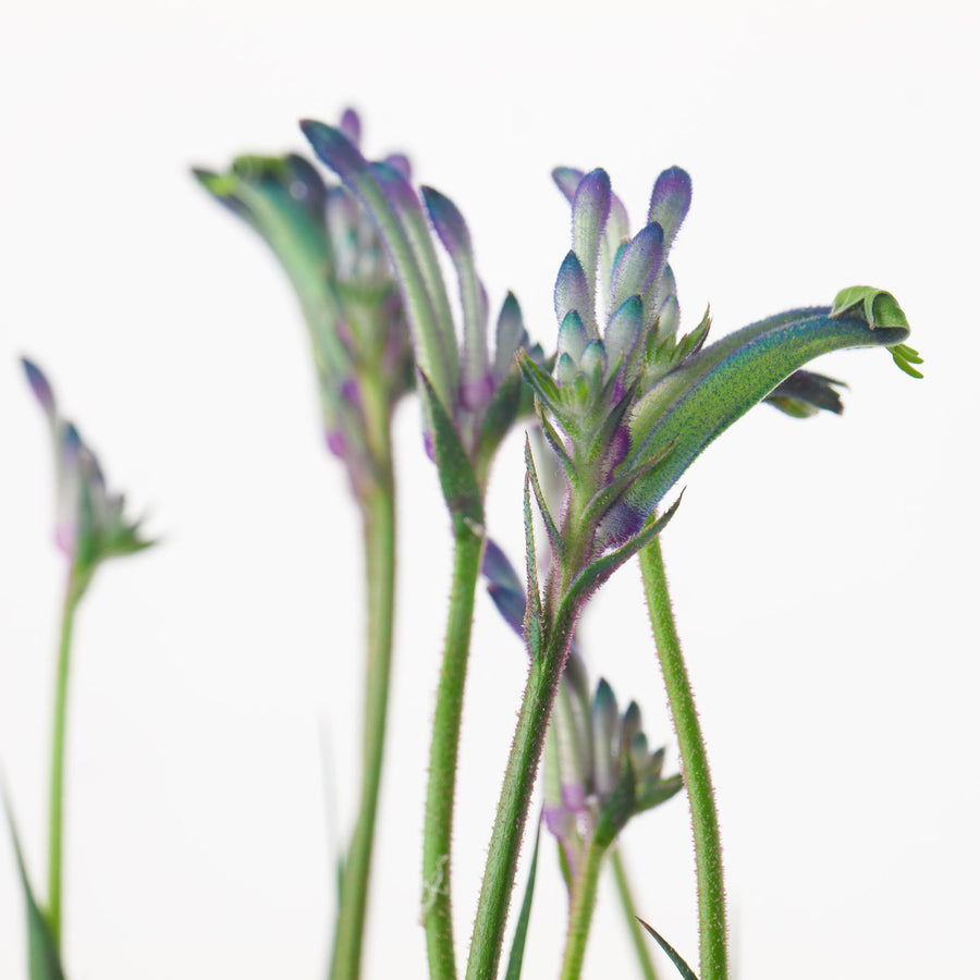 Angiozanthos Masquerade | Blue Kangaroo Paw Plants GrowTropicals
