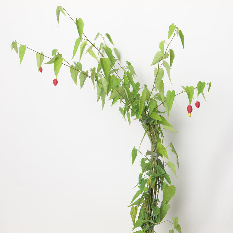 Abutilon 'Kentish Belle' — 17cm / 2L
