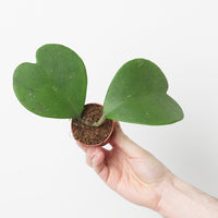 Hoya kerrii