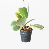 Hoya kerrii Outer Variegated | Heart Plant