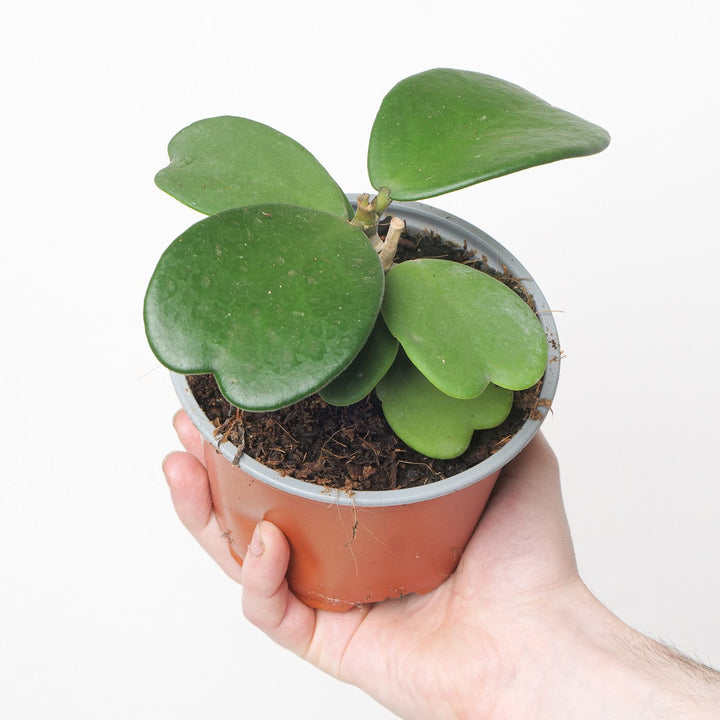 Hoya kerrii | Heart Plant 12cm Plants GrowTropicals