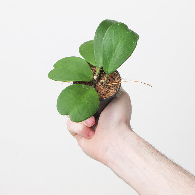Hoya kerrii 7cm Plants GrowTropicals