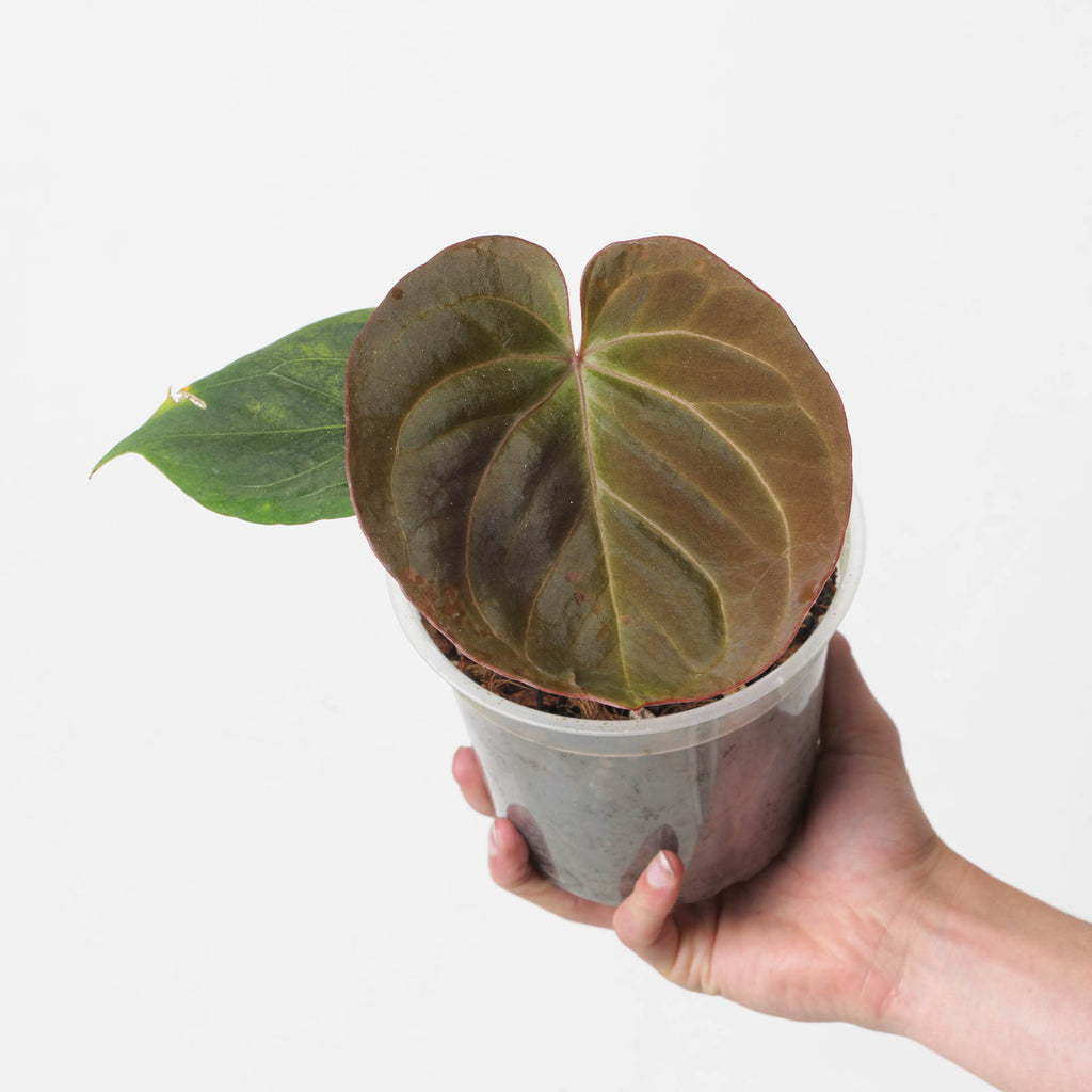 その他観葉植物 Anthurium King of Spade (KOS) Tia kingofspades-1_1024x1024.jpg?v