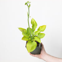 Hosta fortunei 'Ki Ren Jyaku'