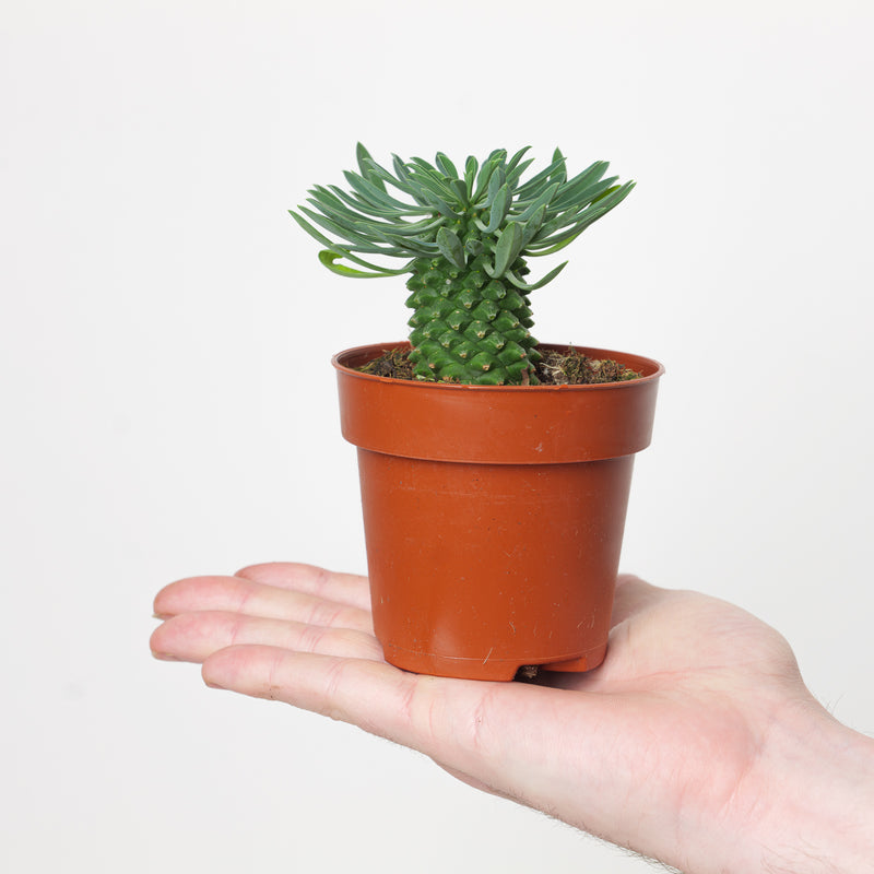 Euphorbia 'Sotesa Kirin' Plants GrowTropicals