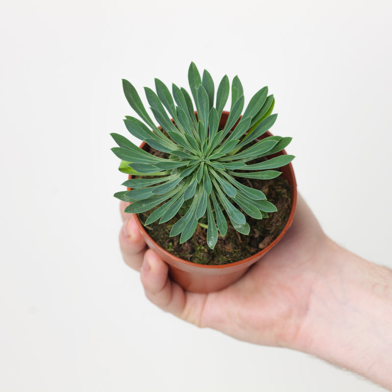 Euphorbia 'Sotesa Kirin' — 8.5cm